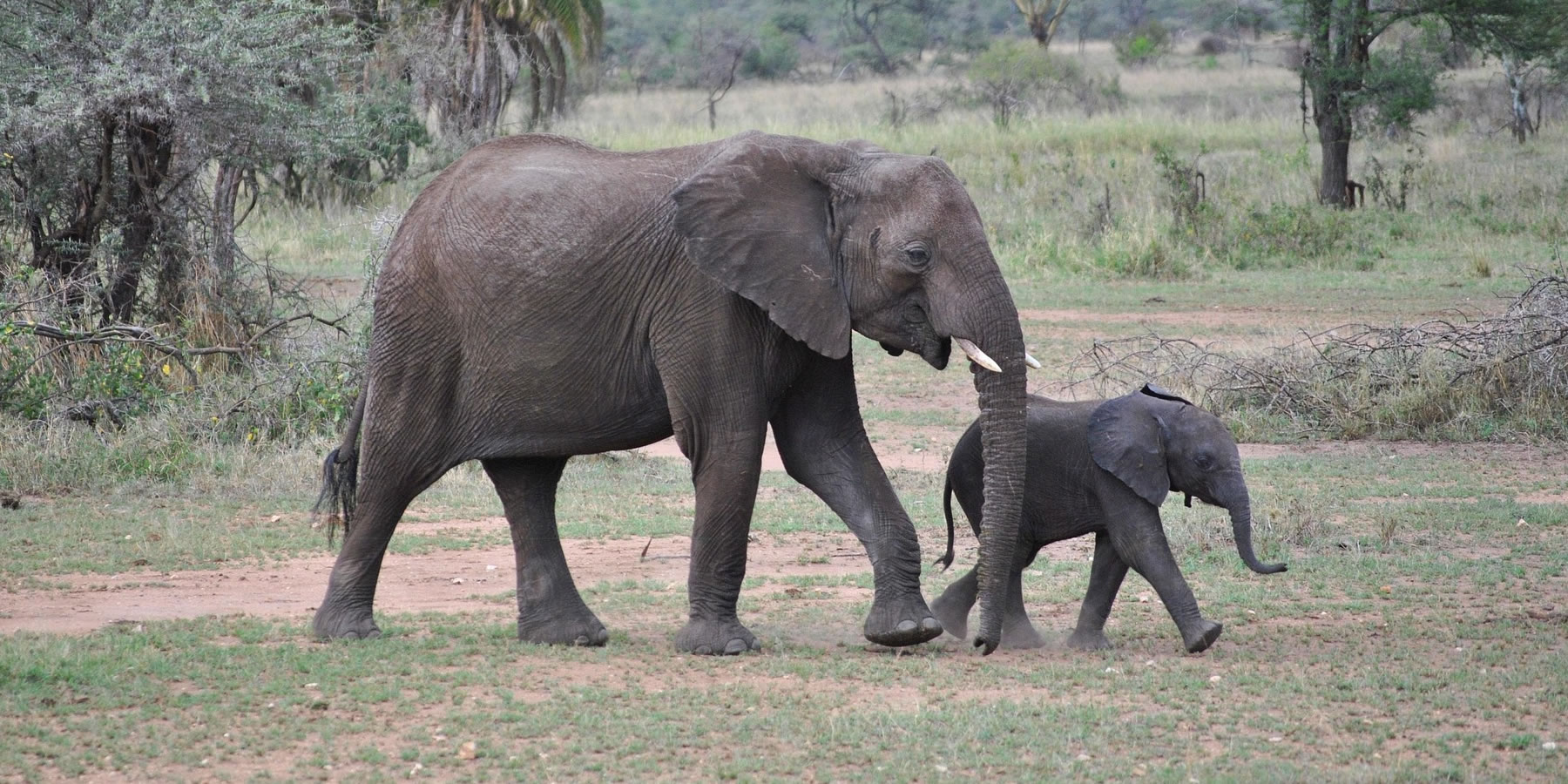 Big Five Africa safari lion elephant buffalo leopard rhino Kenya
